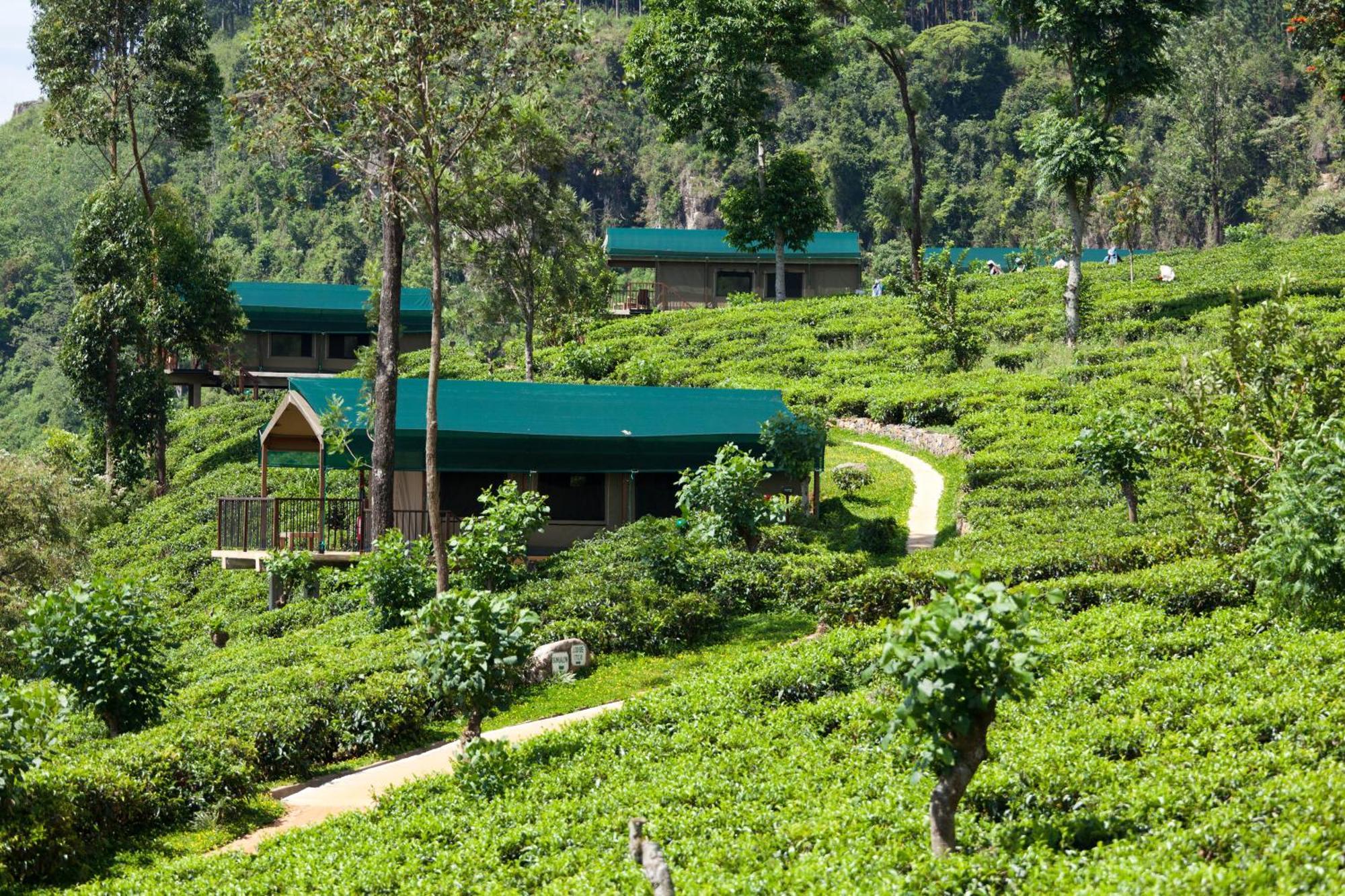 Madulkelle Tea And Eco Lodge Kandy Extérieur photo