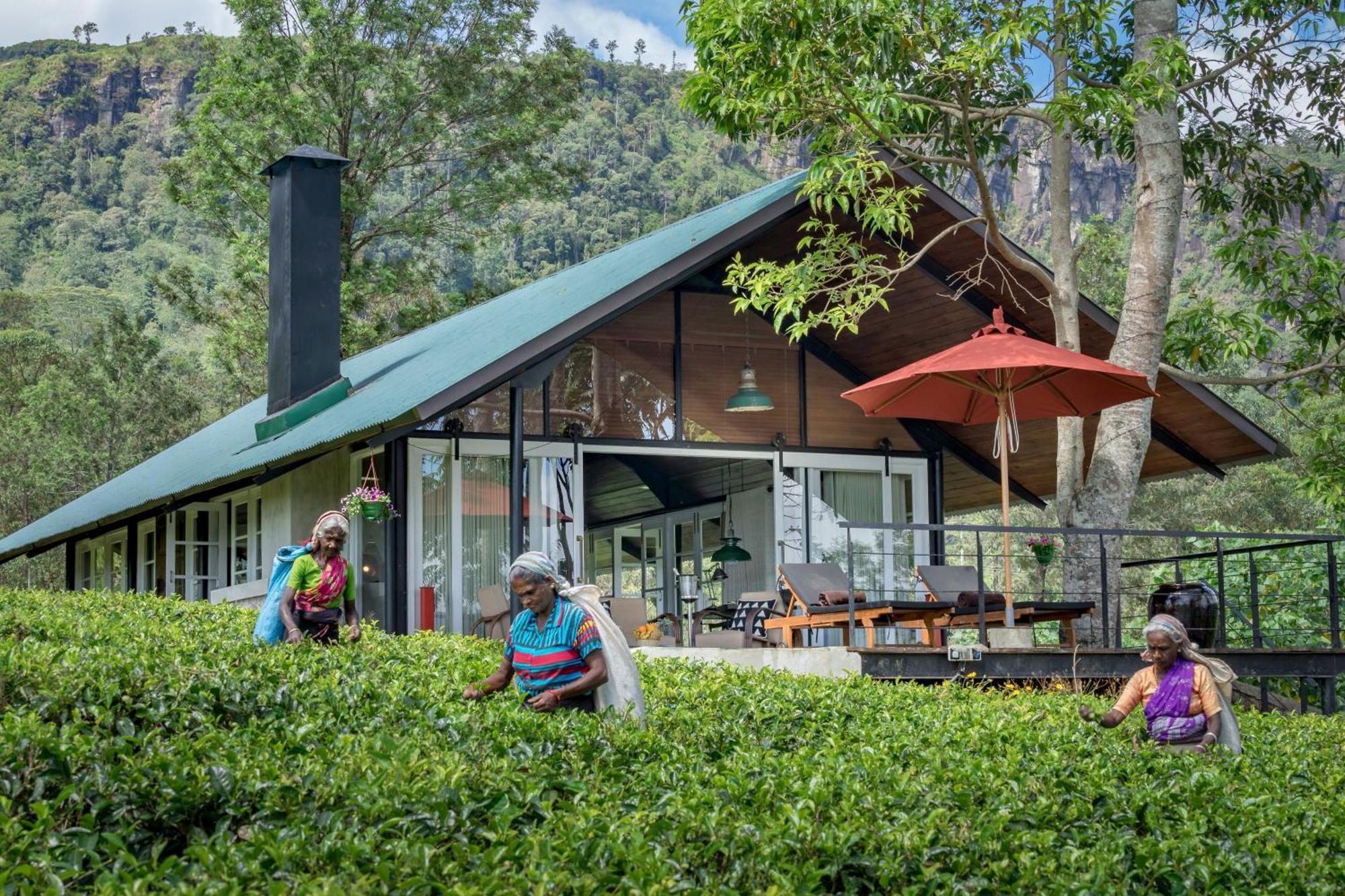 Madulkelle Tea And Eco Lodge Kandy Extérieur photo